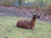 Llama