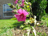 Plant