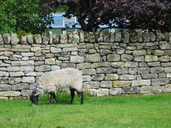 Sheep