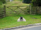 Sheep